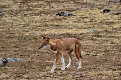 3-Day Bale Mountains Private Tour Ethiopia