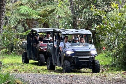 Deluxe Coffee Culture Tour from Berry to Brew in 60 Minutes