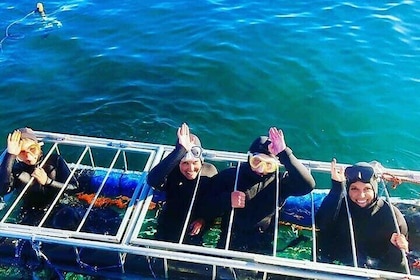 Half Day Shark Cage Diving Adventure in Simons Town
