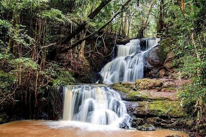 Karura Forest and Fairview Coffee Farm Private Day Tour