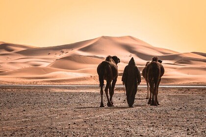 Private 4 Days To Marrakech Via Merzouga Desert From Agadir