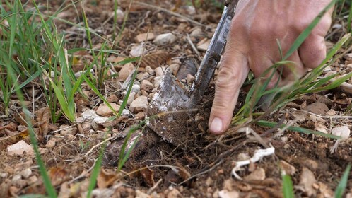 Acqualagna: Discovering the Truffle From the Forest to the Table