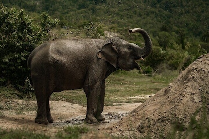 Coconut Culture and Elephants A Sustainable full day Journey