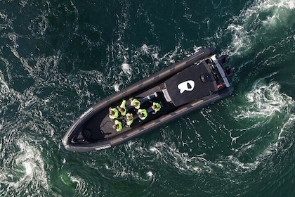 RIB Experience Saltstraumen and Eagle Safari