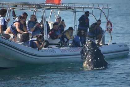 Puerto Vallarta Speedboat and Box Lunch Whale Tour