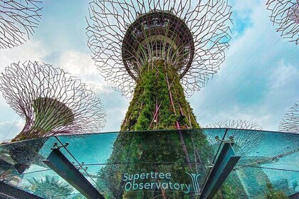 Garden By Bay Cloud Forest, Flower Dome & Supertree Observatory