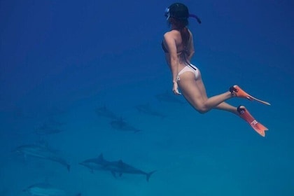 Hurghada: Dolphin House Snorkeling & Water Activities with Lunch