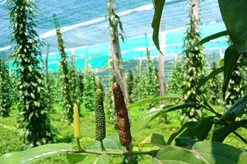 Kampot Pepper farm