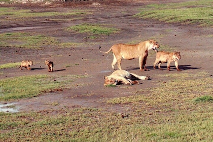 7-Day Bush and Beach Safari Mid-Range