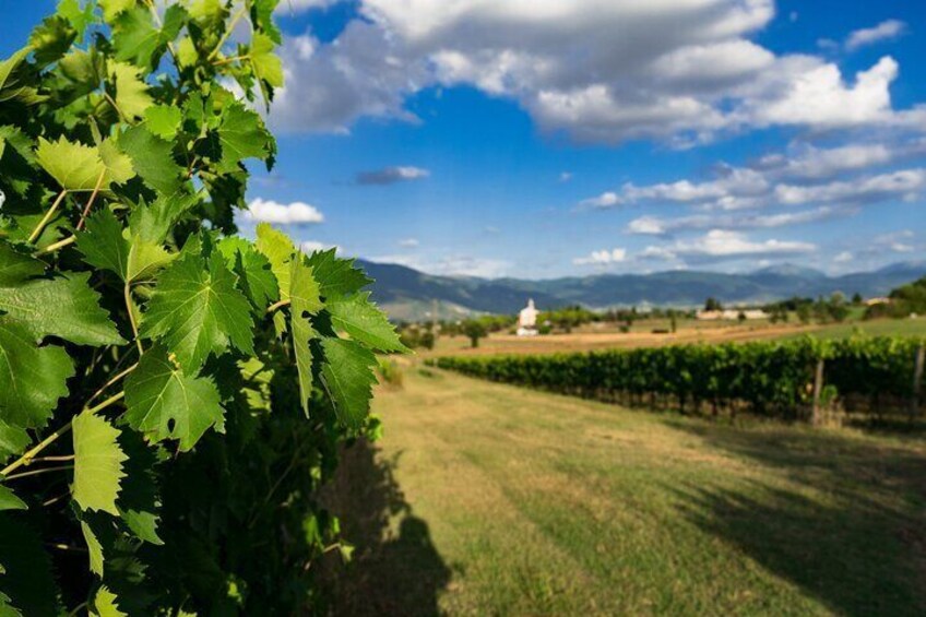 TASTING Selection of 3 wines in Montefalco