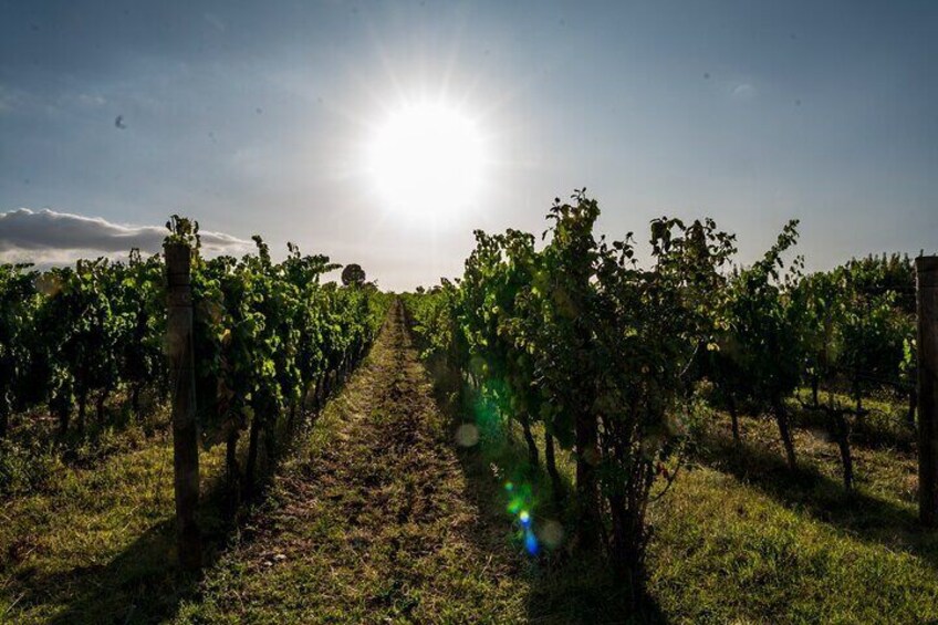 TASTING Selection of 3 wines in Montefalco