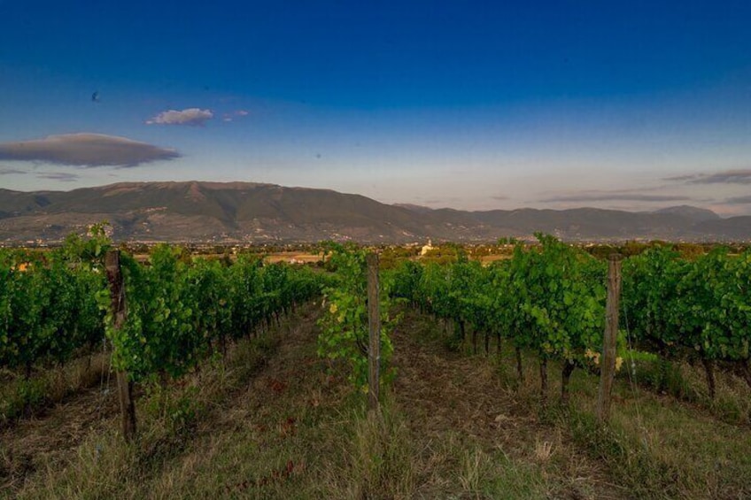 TASTING Selection of 3 wines in Montefalco