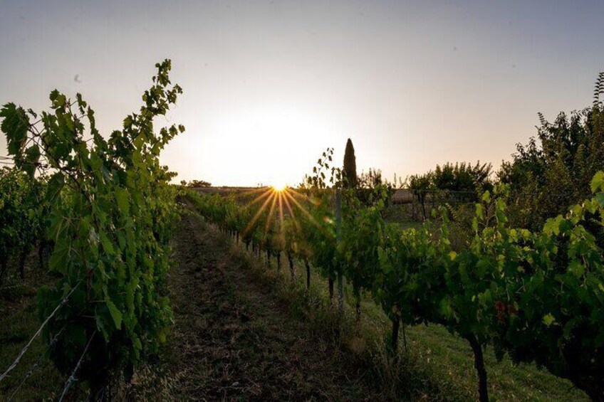 TASTING Selection of 3 wines in Montefalco