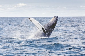 Whale Watching & Hermanus Wine Tour