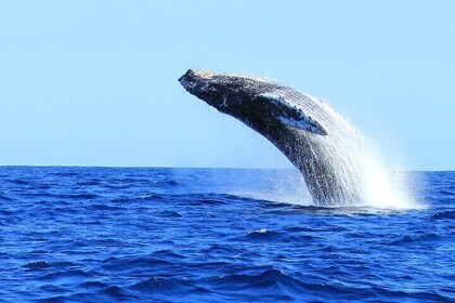 Whale Watching in Cabo San Lucas