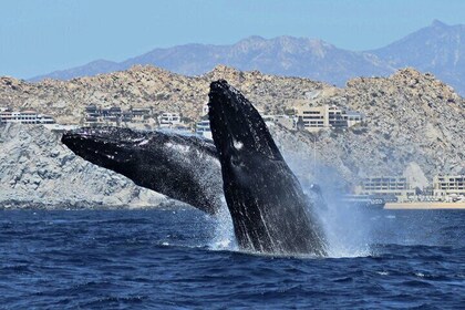Hear the whales as you see them! True world class whale watching!