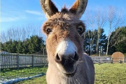 Golden Donkey Farm & Lefkara Village Adventure Larnaca hide Gems