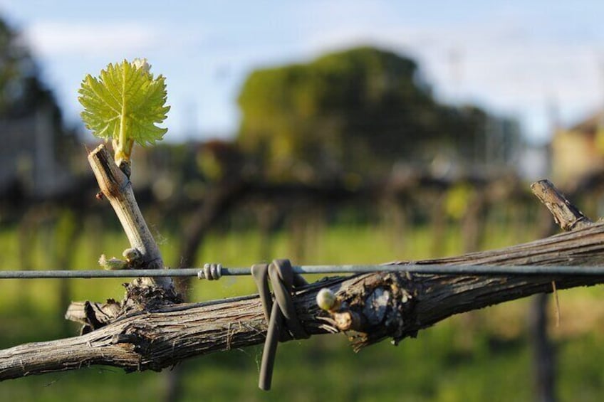 Tasting Selection of 4 wines in Montefalco