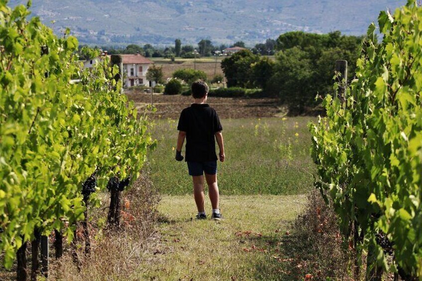 Tasting Selection of 4 wines in Montefalco