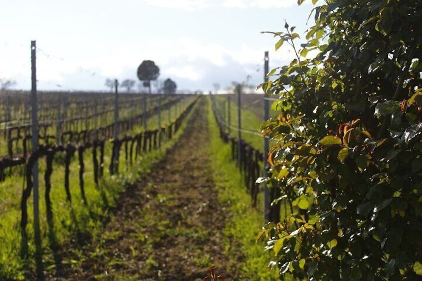 Tasting Selection of 4 wines in Montefalco