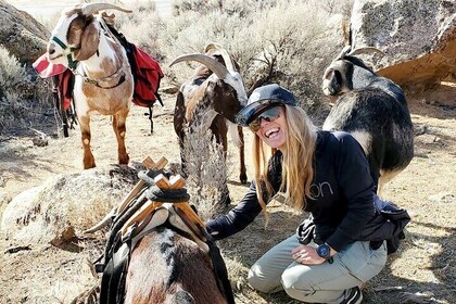 Morning Walks With High Sierra Pack Goats