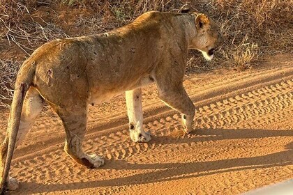 Elky 3 Days Tsavo East and Ziwani Game Sanctuary