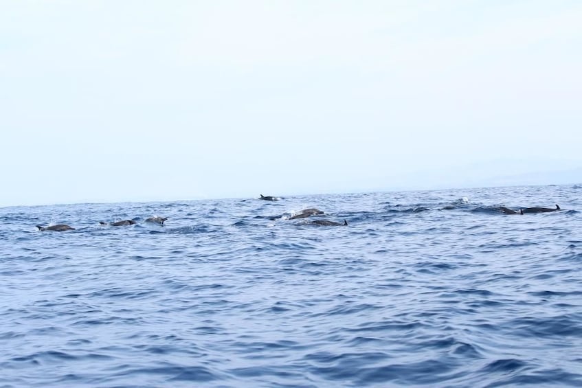 Awakening with stars and dolphins