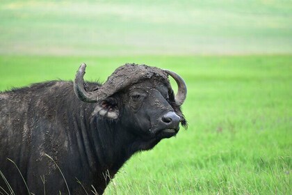 8 Days Tanzania Great Wildebeest Calving Migration Tour