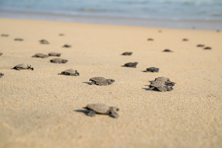 Bioluminescence & liberation of sea turtles