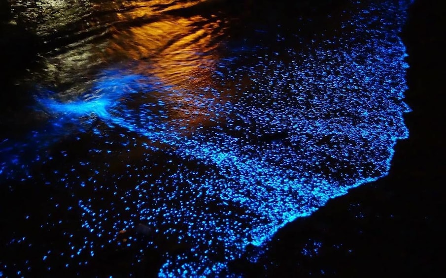 Bioluminescence & liberation of sea turtles