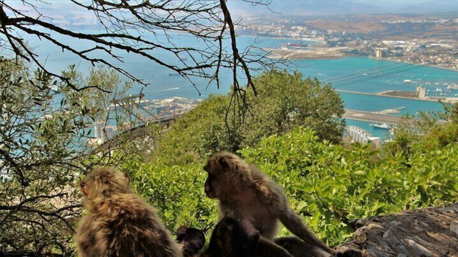 Gibraltar and Mijas Tour from Málaga