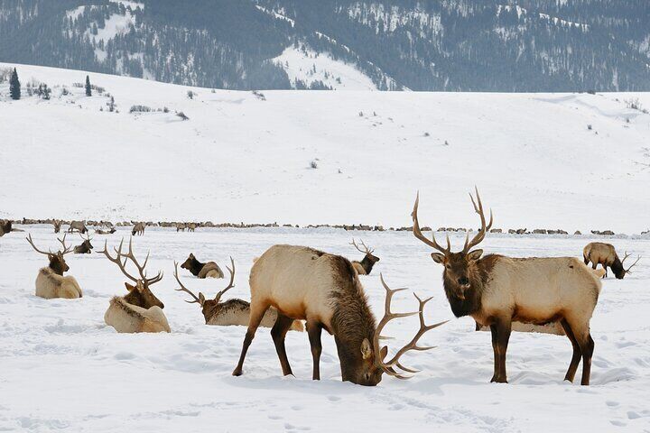 National Elk Refuge