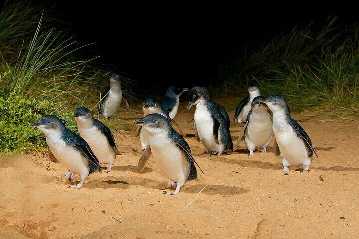 Little penguins returning to their burrows at the Penguin Parade, Phillip Island.