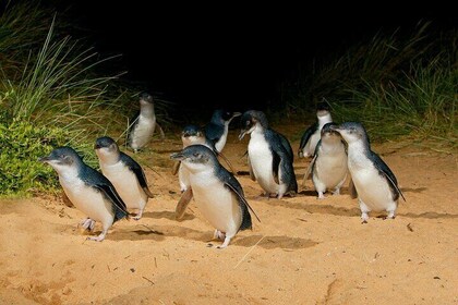 Phillip Island and Penguin Parade Private Tour