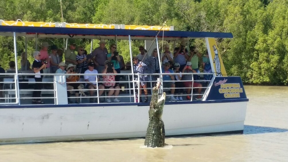 Boat tour feeding a hungry crocodile meat on a stick on a river in Australia