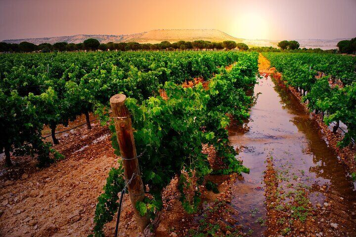 Ribera del Duero and La Rioja Wine and Nature Tour from Madrid