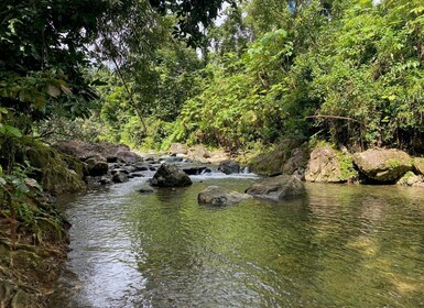 Secret Path to Tinajas Falls (El Yunque Rainforest)