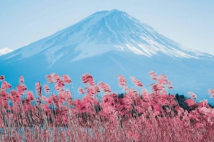 Mount Fuji and Gotemba Outlets Adventure Day Tour