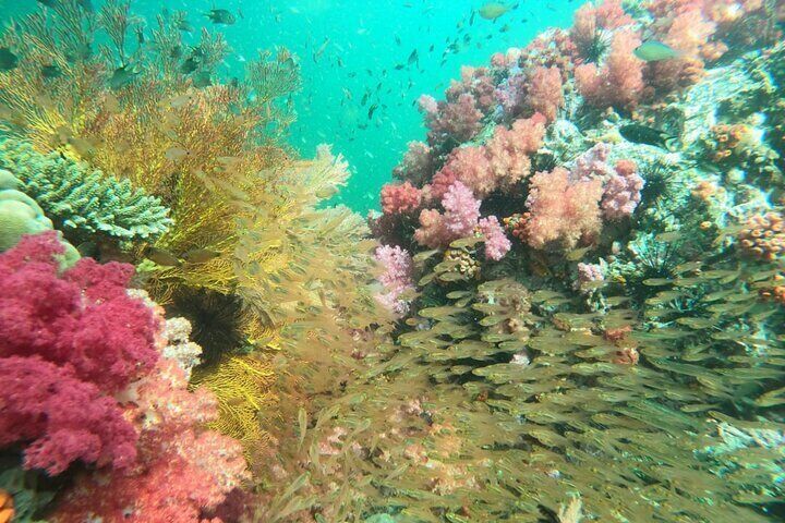 Koh Jabang, colorfull coral reefs.