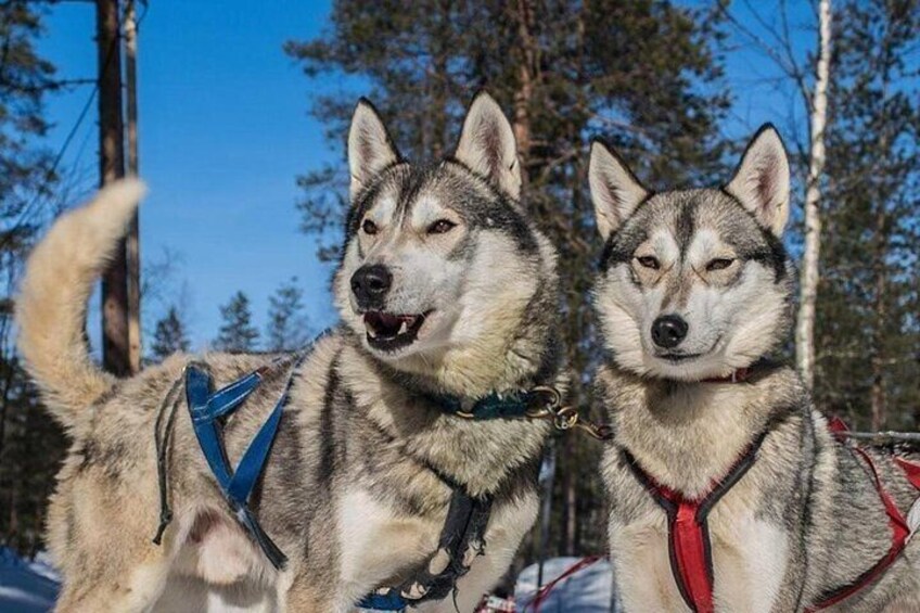 5KM Husky Sled Ride from Levi