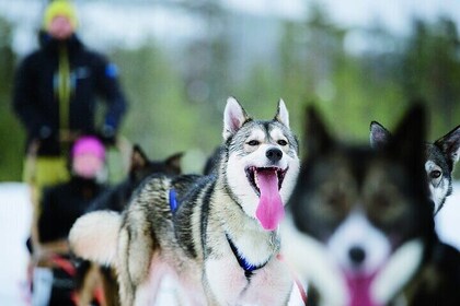 5KM Husky Sled Ride from Levi