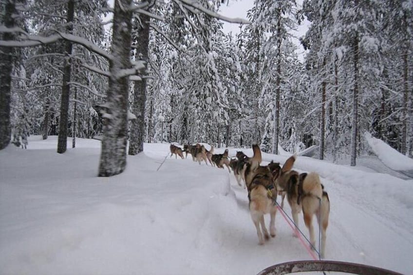 5KM Husky Sled Ride from Levi