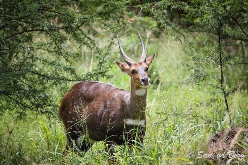 Bushbuck