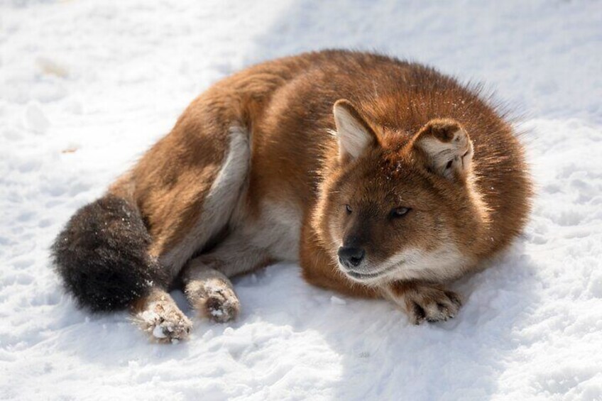 Half-Day Trip to Ranua Wildlife Park from Rovaniemi