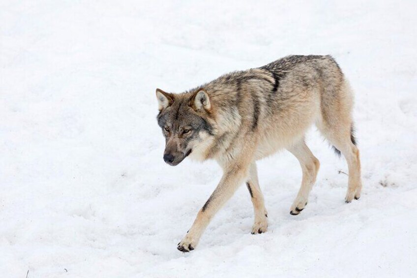 Half-Day Trip to Ranua Wildlife Park from Rovaniemi