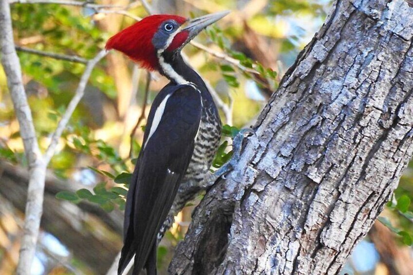 Xocen Birding 