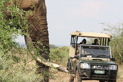 Kruger National Park Full Day Game Drive