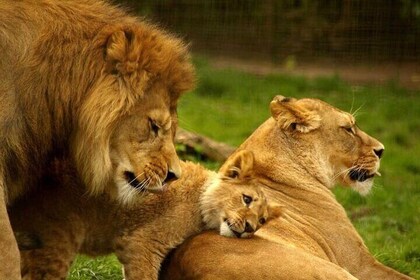 Agadir Safari Adventure: Lion Park, Crocoparc & Quad Ride Option