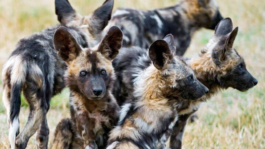 Kruger National Park Half Day Game Drive