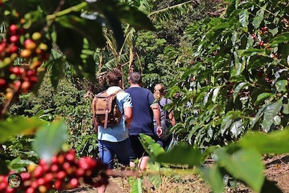 Monteverde : Coffee Tour + Chocolate + Cane Juice